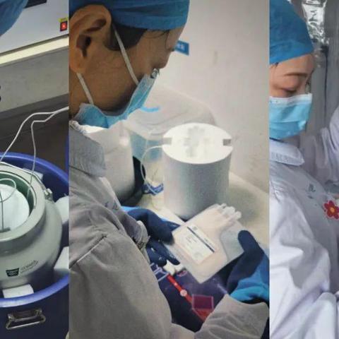 「工作细胞免费中文版下载：打造最棒的团队，挑战无限可能！」